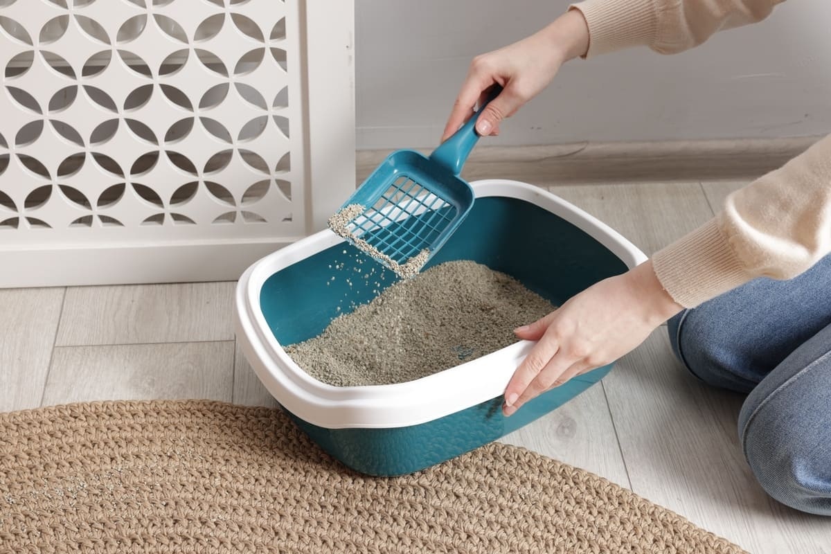 kedi kumunu temizleyen kadın