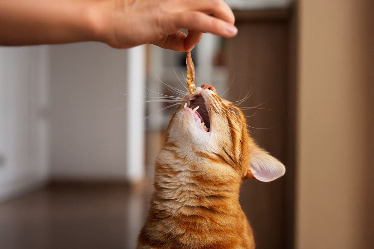 balık uzatılan ve ağzını açan sarman