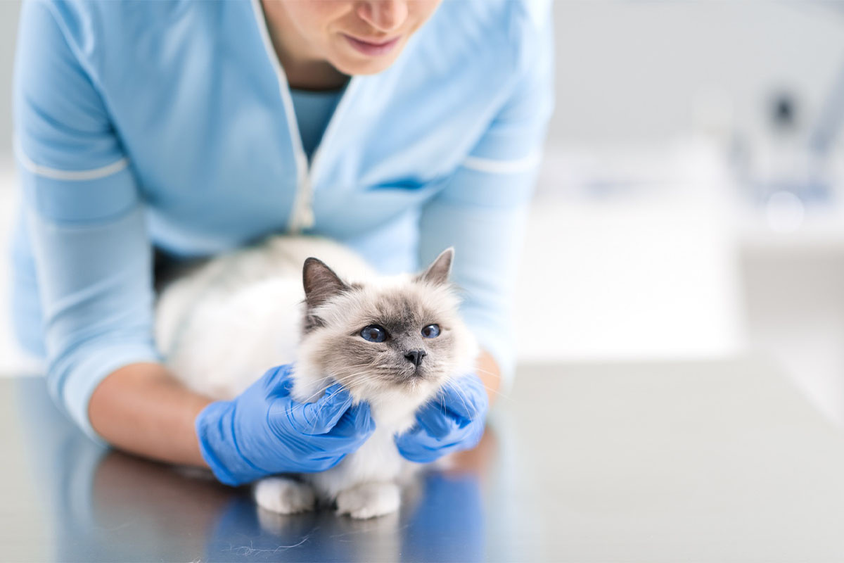 veteriner kliniğinde masanın üzerinde duran kedi