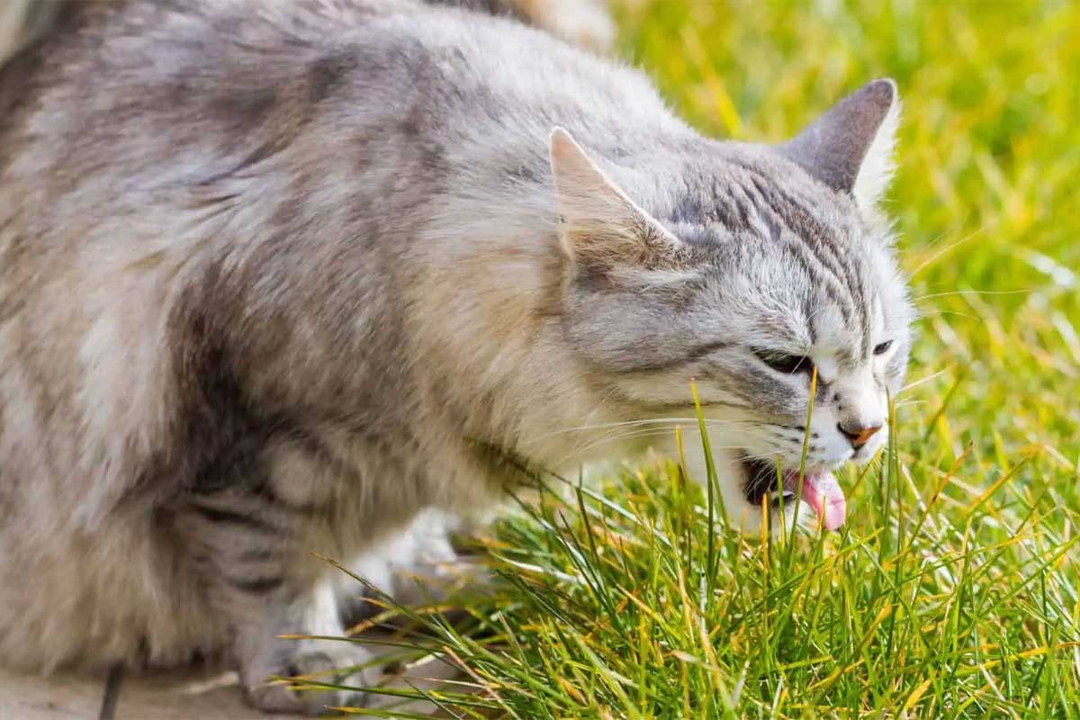 çimlere öğüren gri kedi