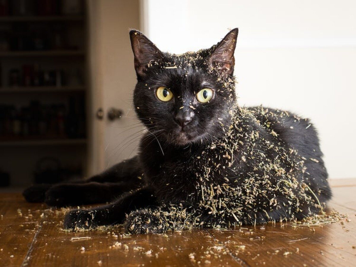 kedi otu hakkında sık sorulan sorular