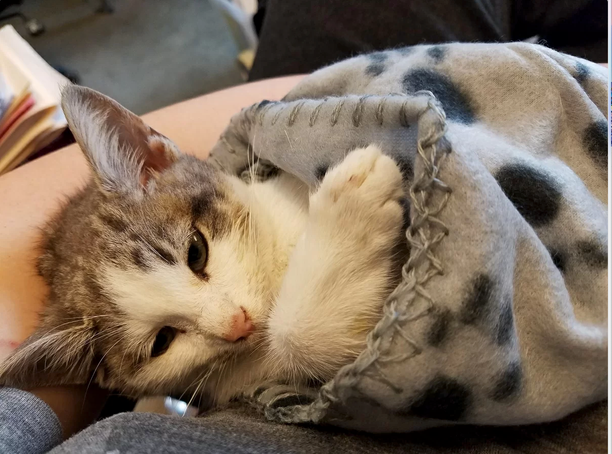 gri battaniyeye sarılmış hasta yavru kedi