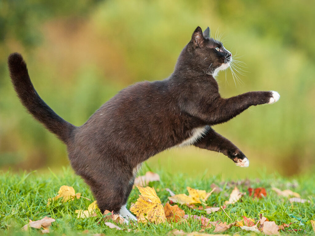 açık havada arka patilerinin üzerine kalkmış fit siyah kedi
