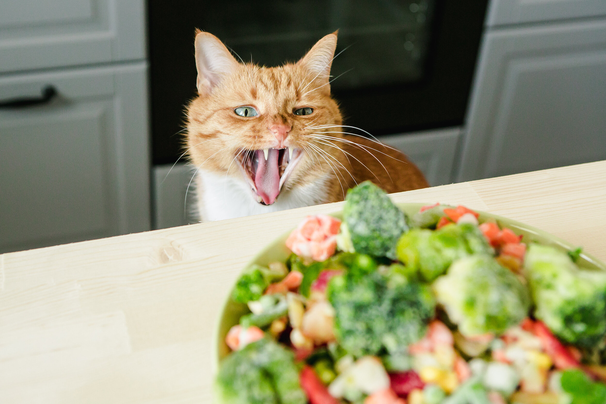 Не люблю и не ем овощи. Животные и еда. Еда для кошек. Котик с едой. Еда для котят.