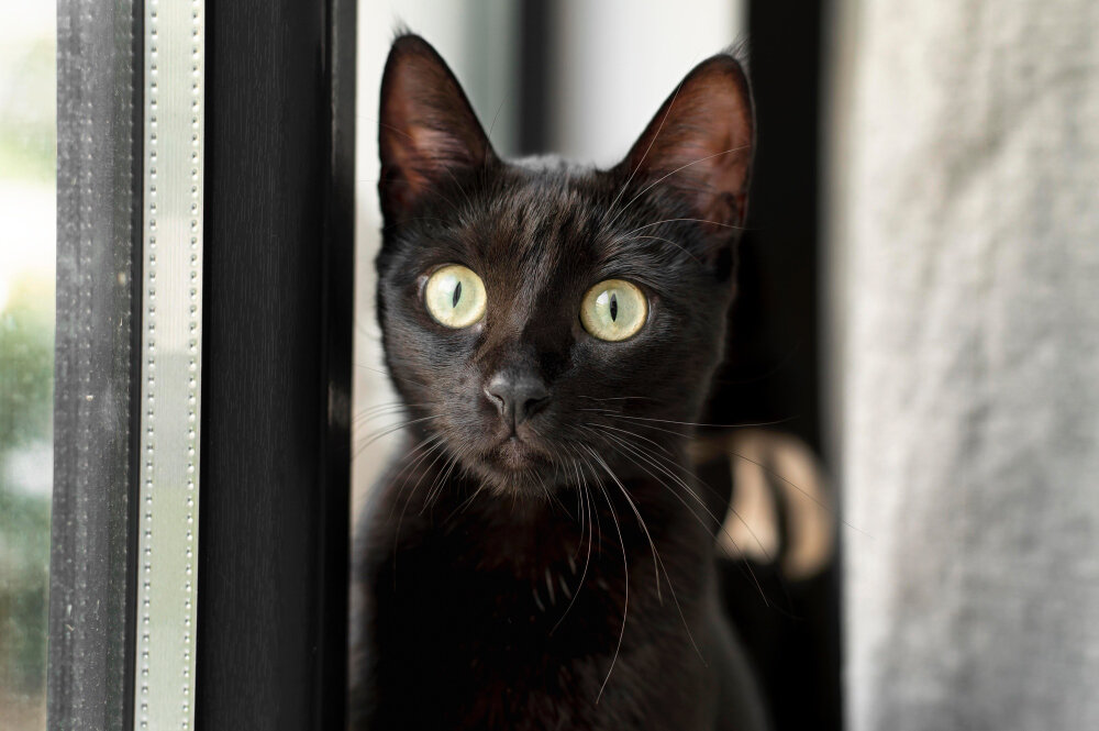 siyah kedi cam kenarında oturuyor