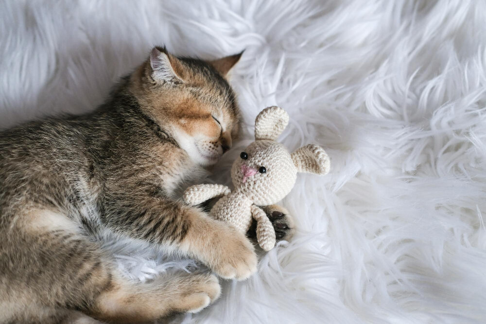 oyuncağına sarılıp uyuyan kedi