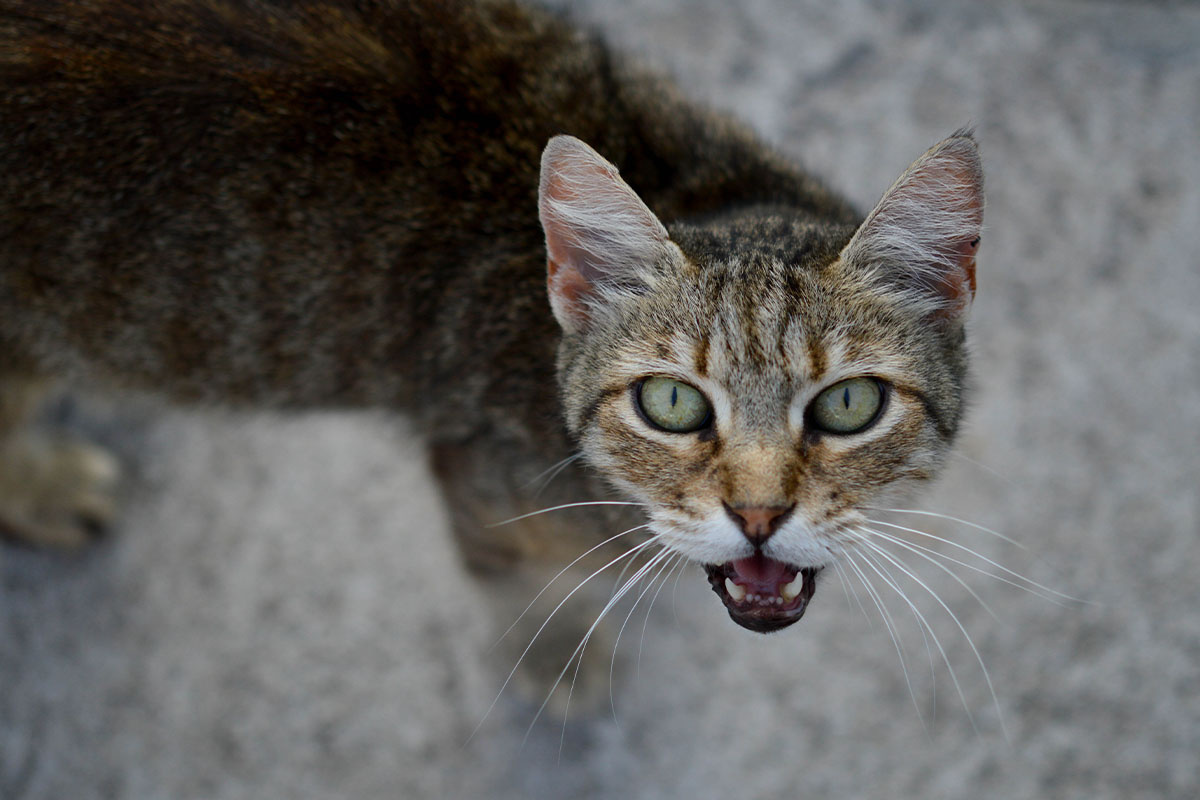 kadraja doğru bakan ve ağzını açmış tekir kedi