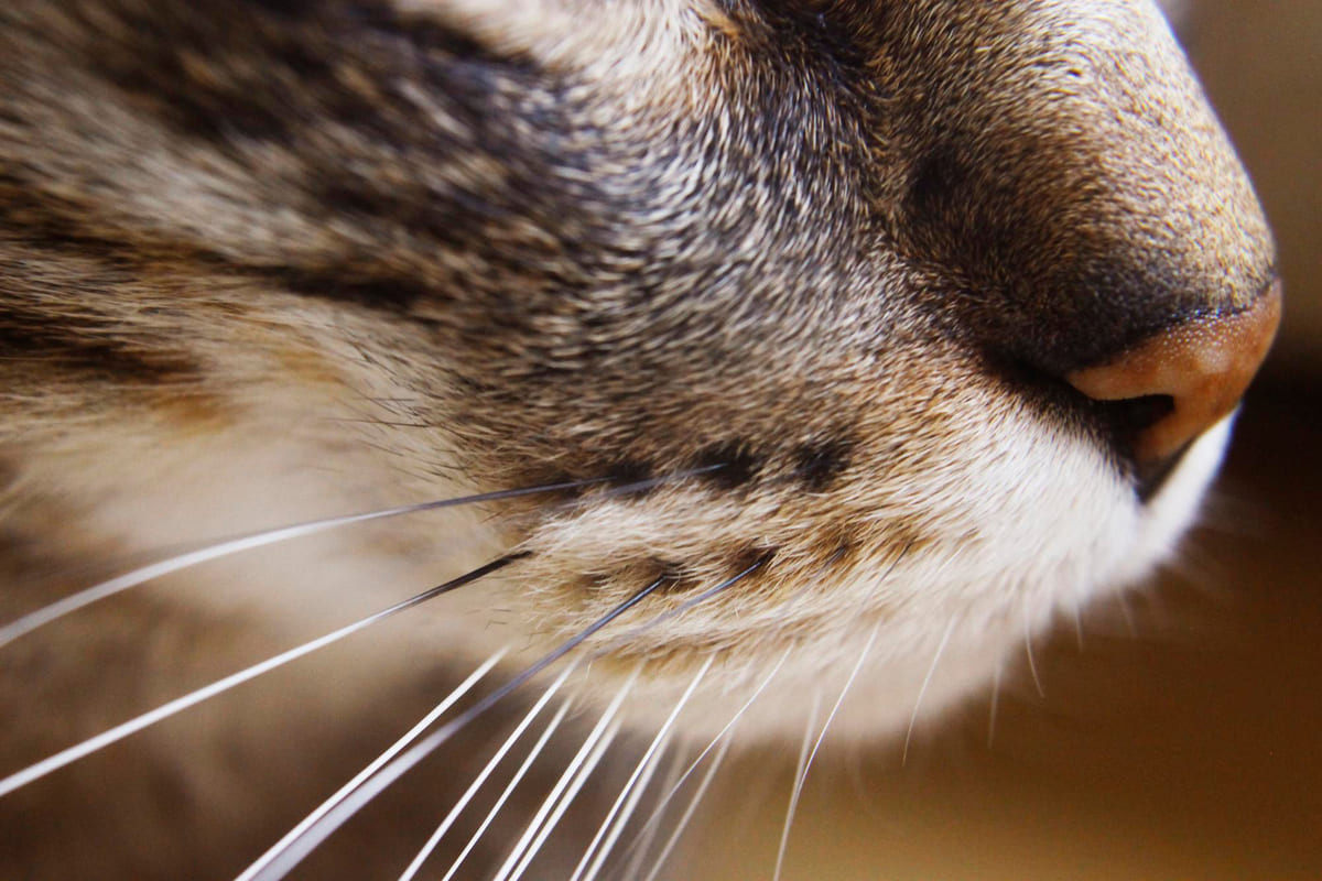 kedi sinir sisteminin parçası bıyıklar