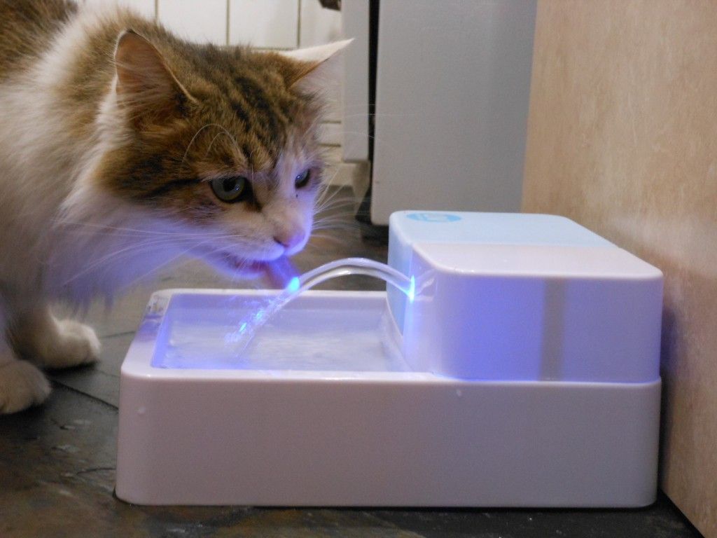 ışıklı otomatik su kabından kedi su içiyor
