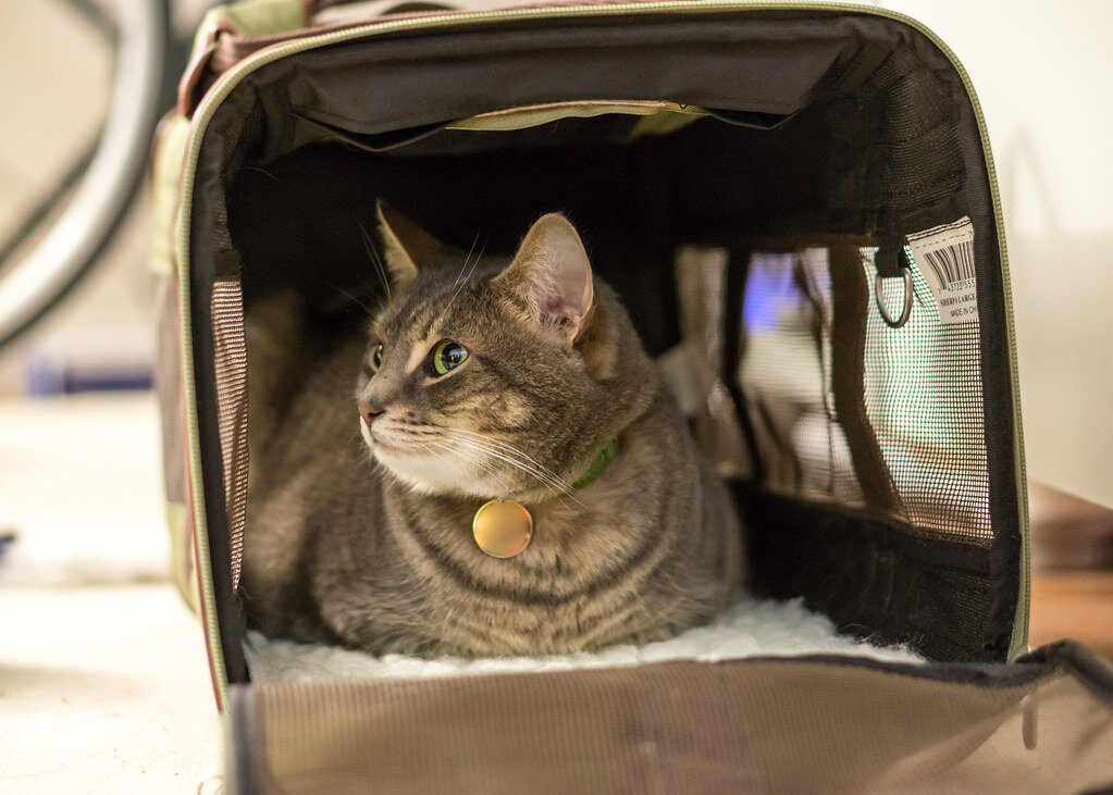 taşıma çantası içerisinde oturan yeşil tasmalı kedi