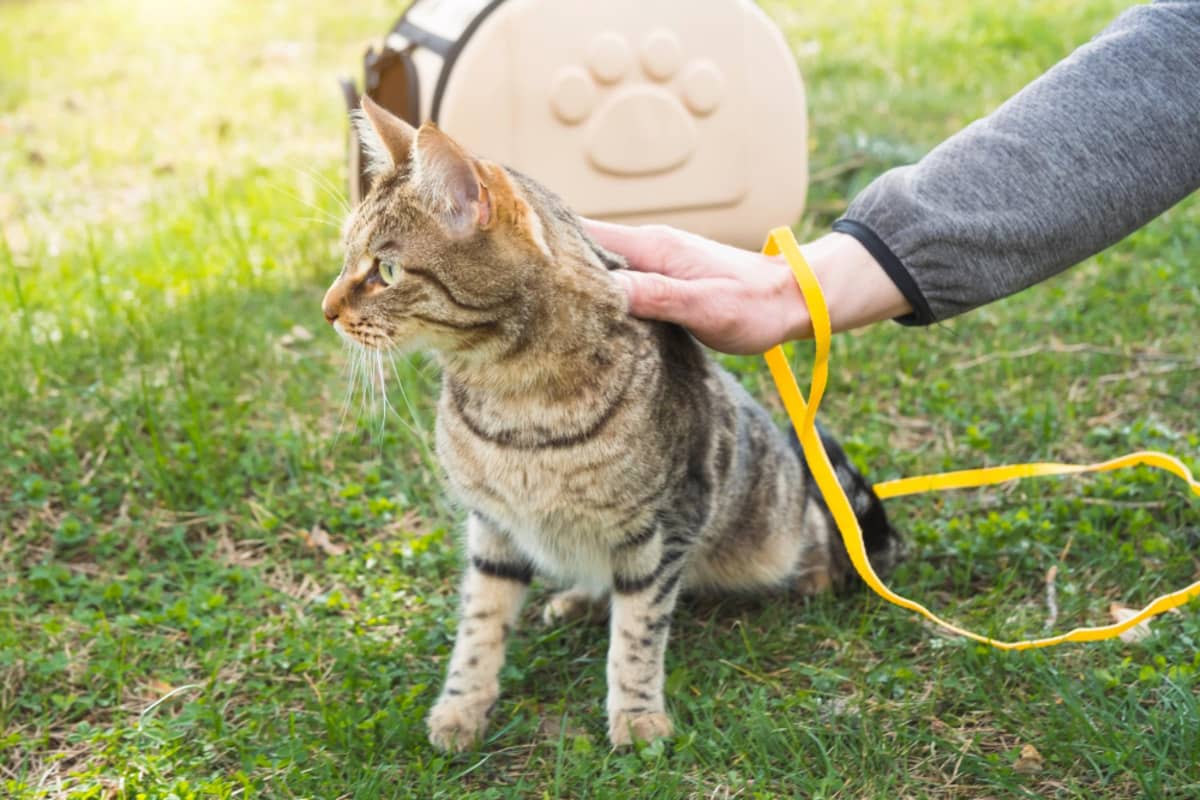 çimlerin üzerinde duran kedi ve sarı göğüs tasması