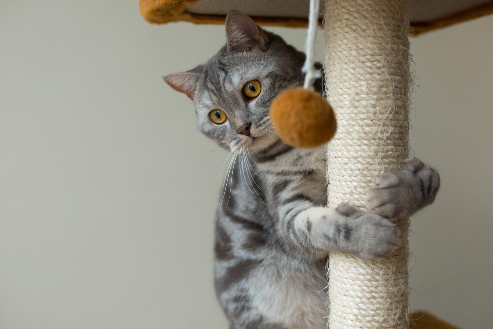 tırmalama tahtasına sarılan kedi