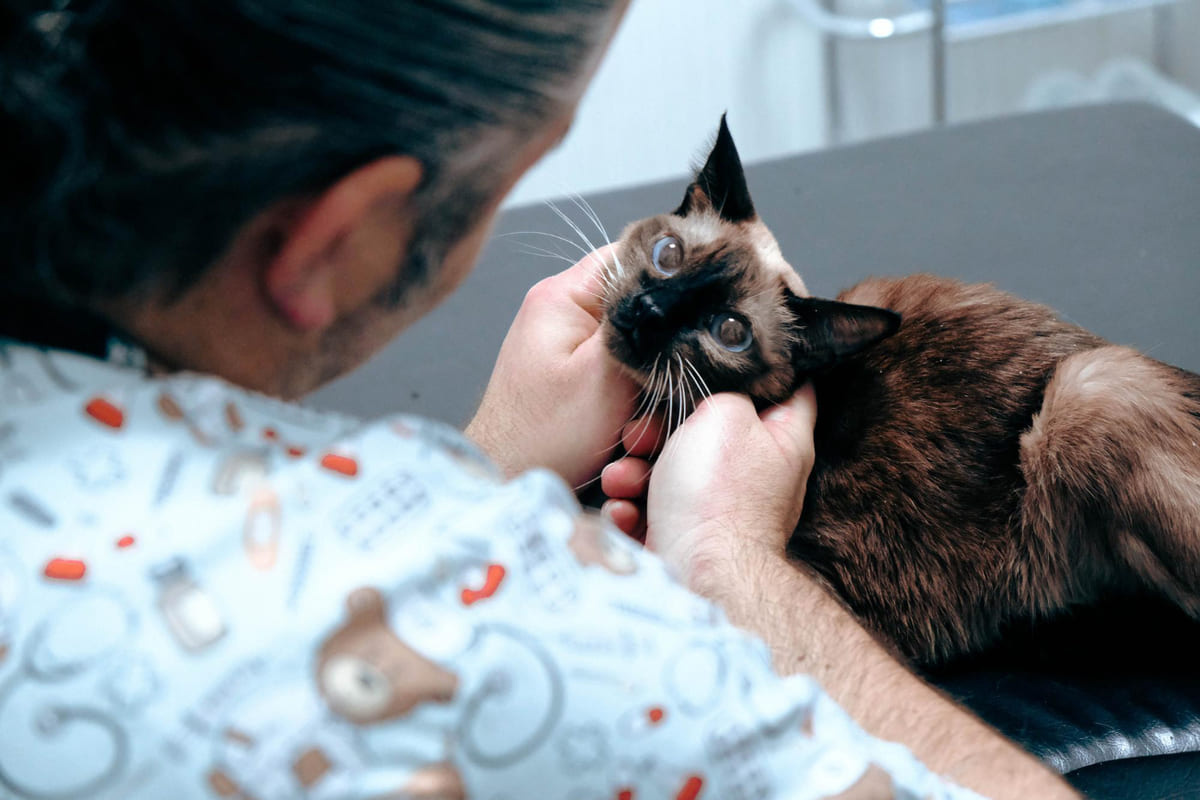 veteriner hekimin karşısında ona bakan kedi