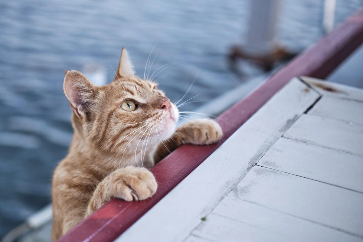 tırmanan kedi 