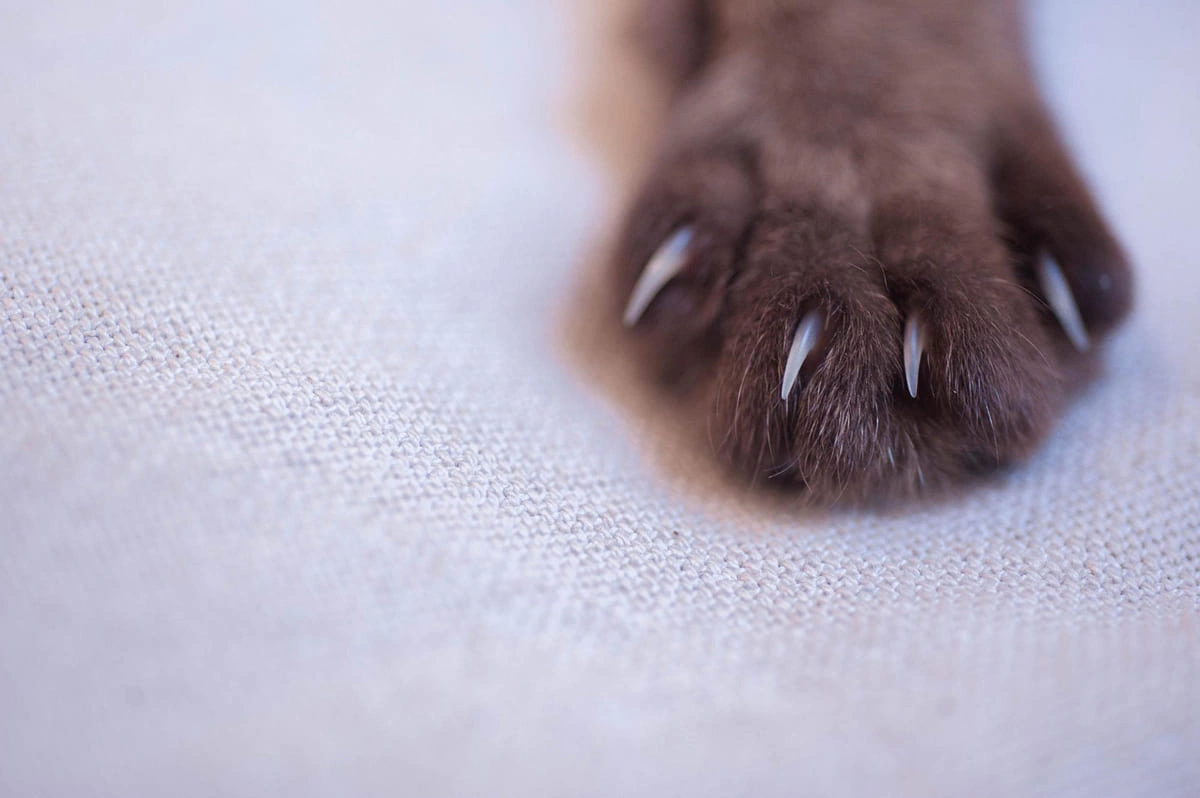 pençeleri çıkık kedi patisi fotoğrafı