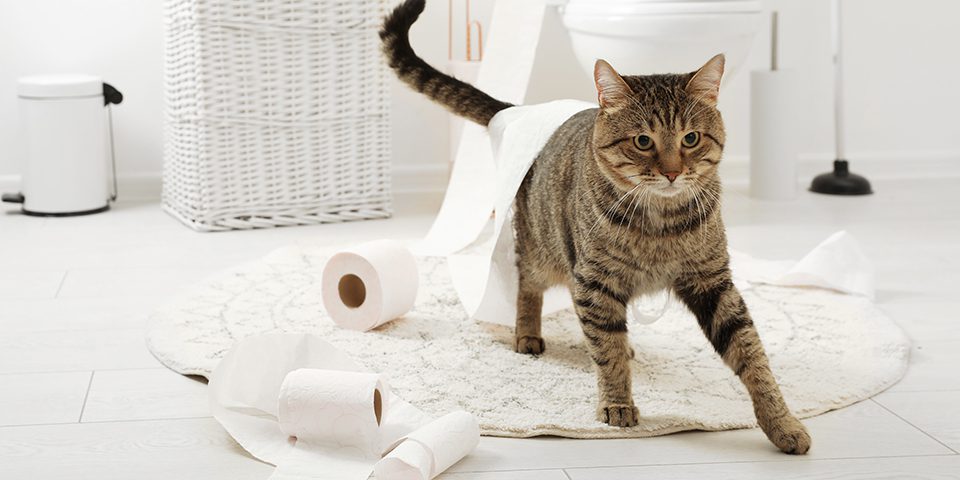 banyoda tuvalet kağıtlarıyla oynayan kedi