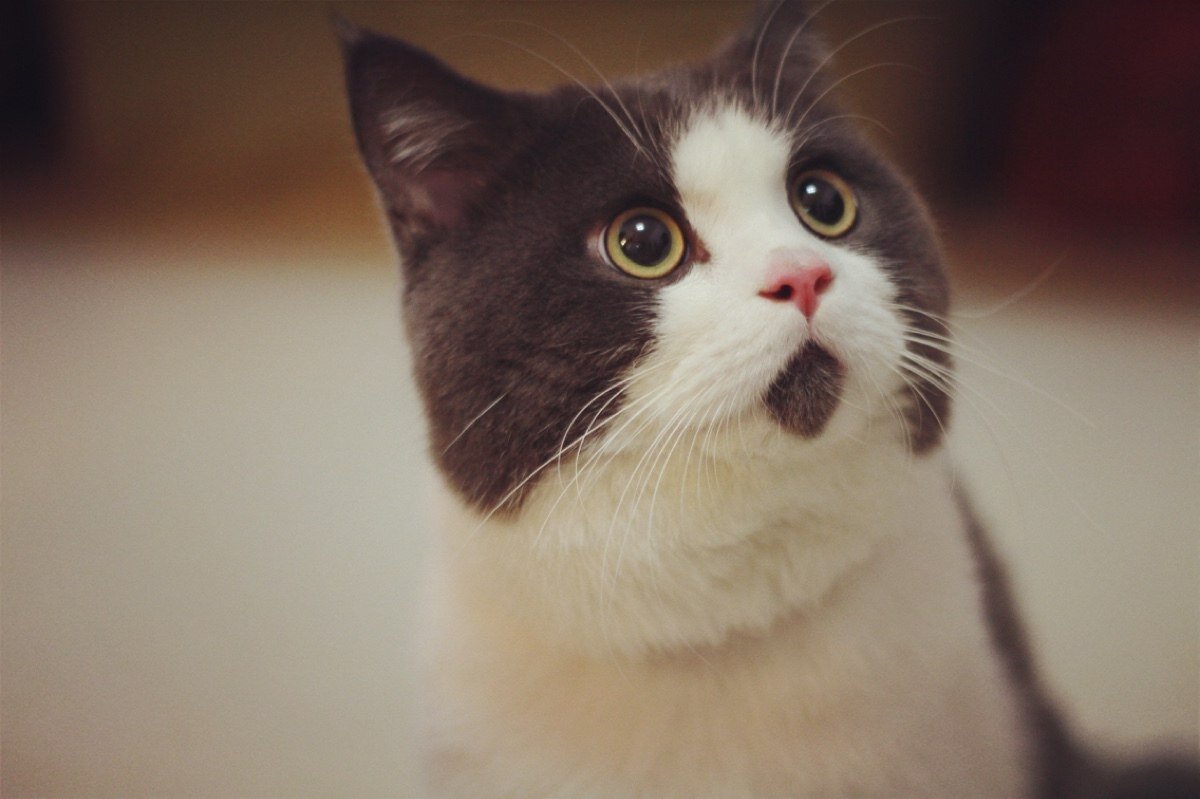 Кот удивление. Удивленный кот. Удивленный взгляд кота. Удивленный кот фото. Удивенный котэ.