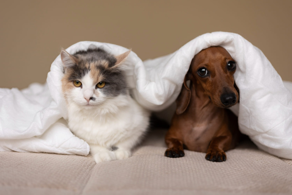 aynı yorganın altında yan yana yatan kedi ve köpek
