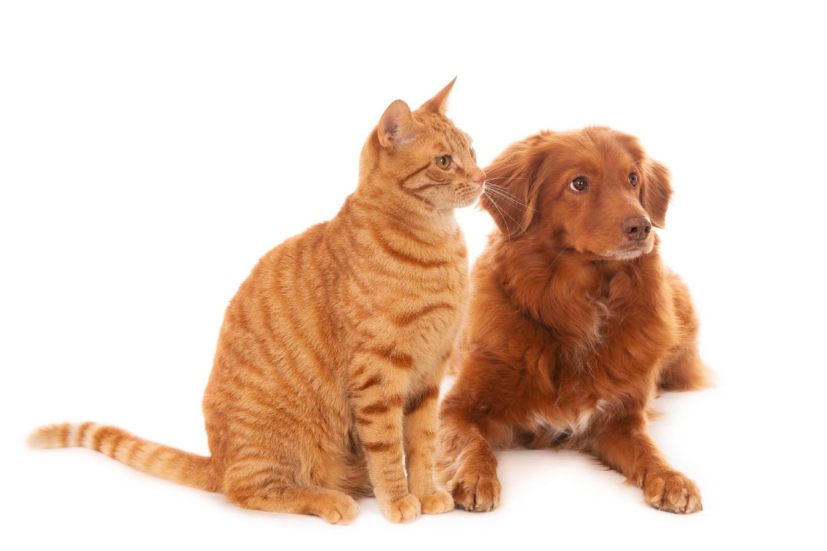 sarman ve kahverengi köpek aynı yöne bakıyor