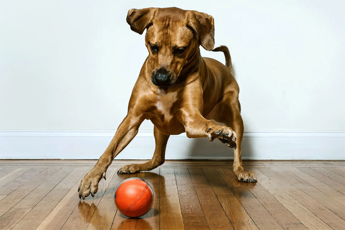 turuncu topla oyun oynayan kahverengi köpek