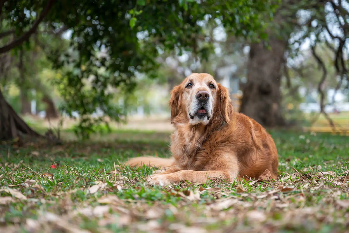 yaşlı Golden Retriever açık arazide oturuyor