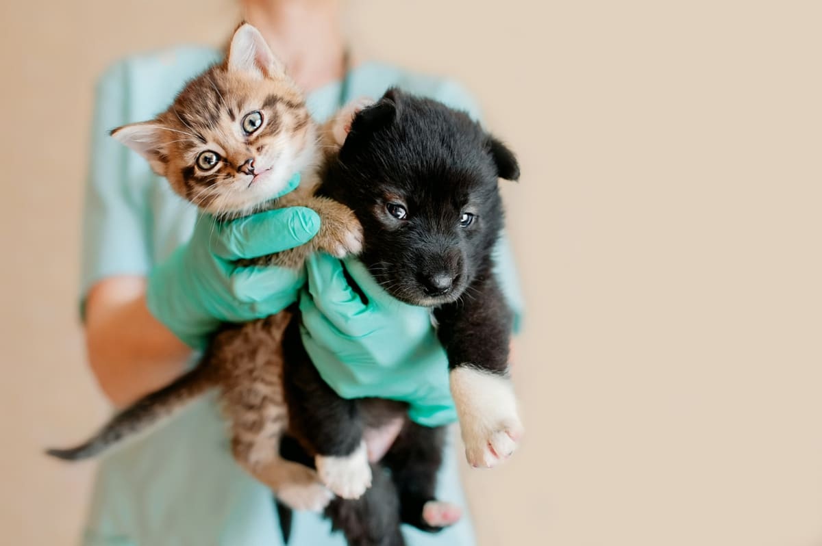 veteriner hekimin elinde sağlıklı kedi ve köpek yavrusu