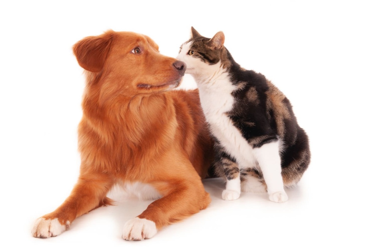 beyaz patili kahverengi tüylü köpeğin yanında calico kedi
