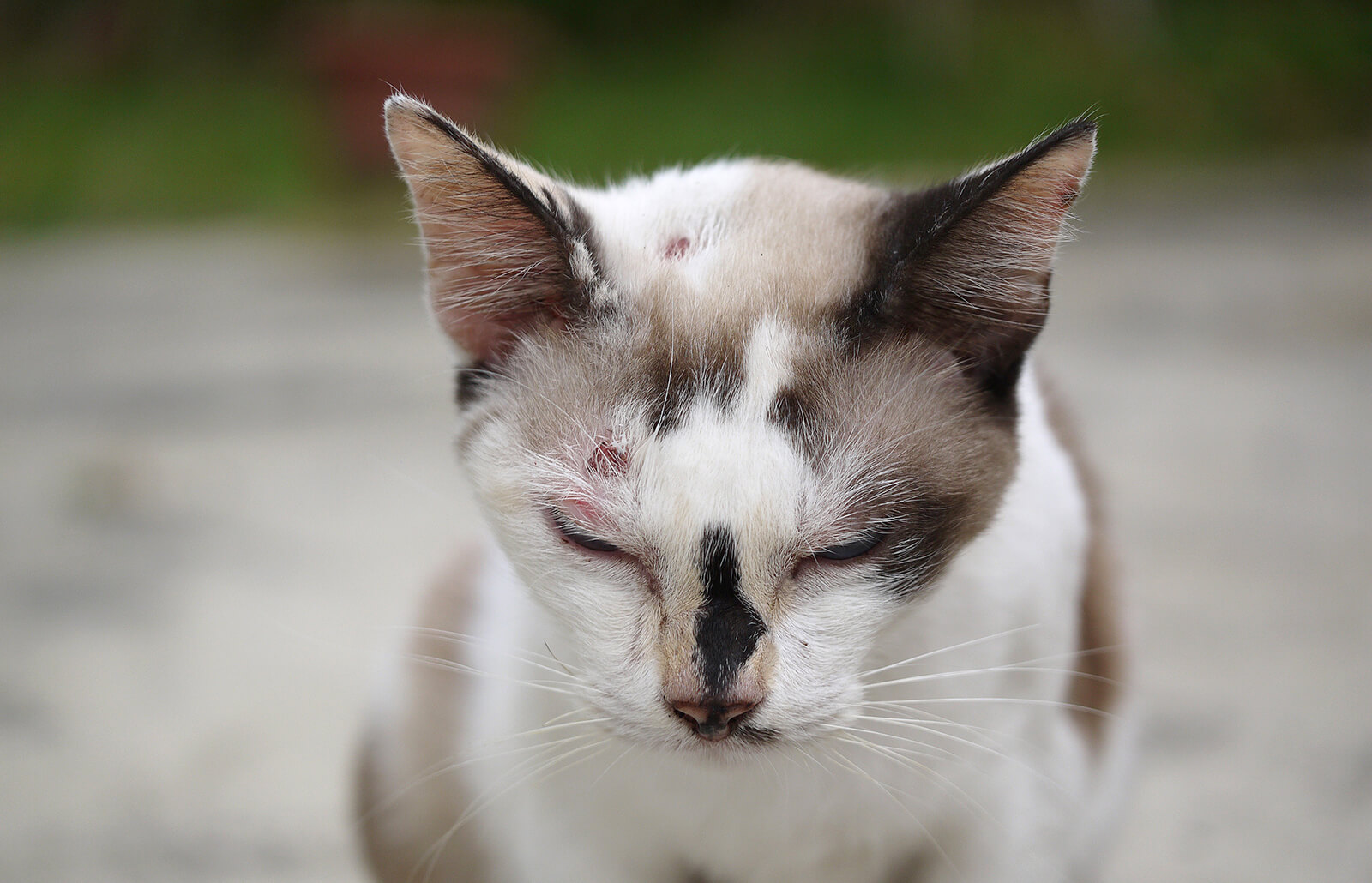 yüzünde ve kafasında yaralar olan kedi