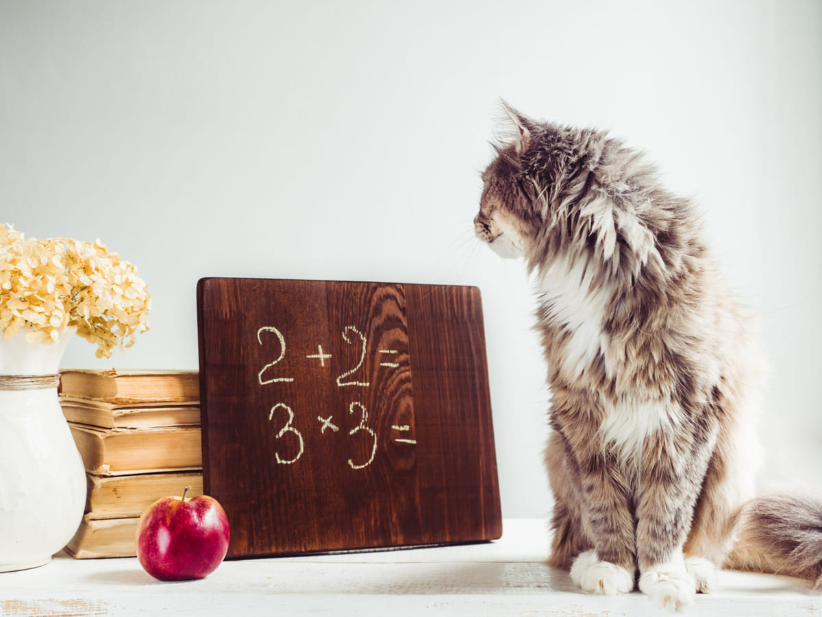 hesap tablosunun önünde duran kedi