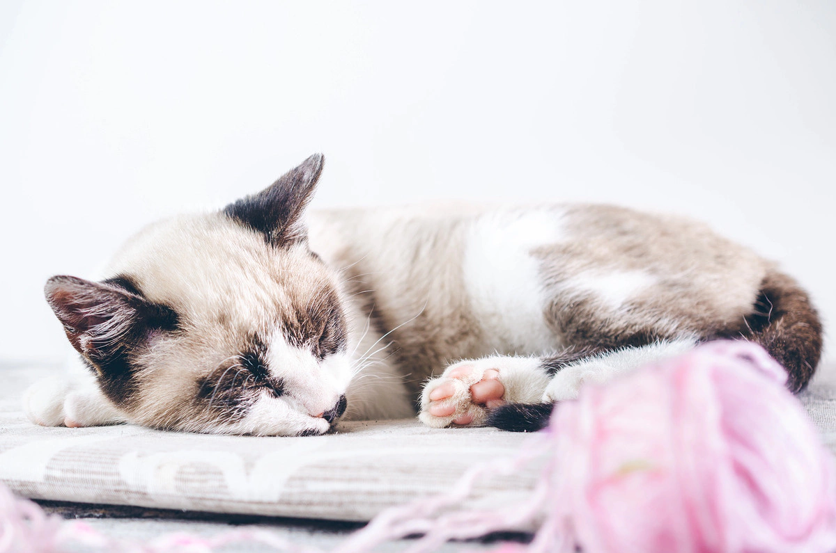 minder üzerinde uyuyan kedi