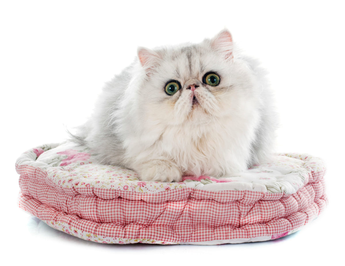 pembe çiçekli kedi yatağında yatan bir iran kedisi