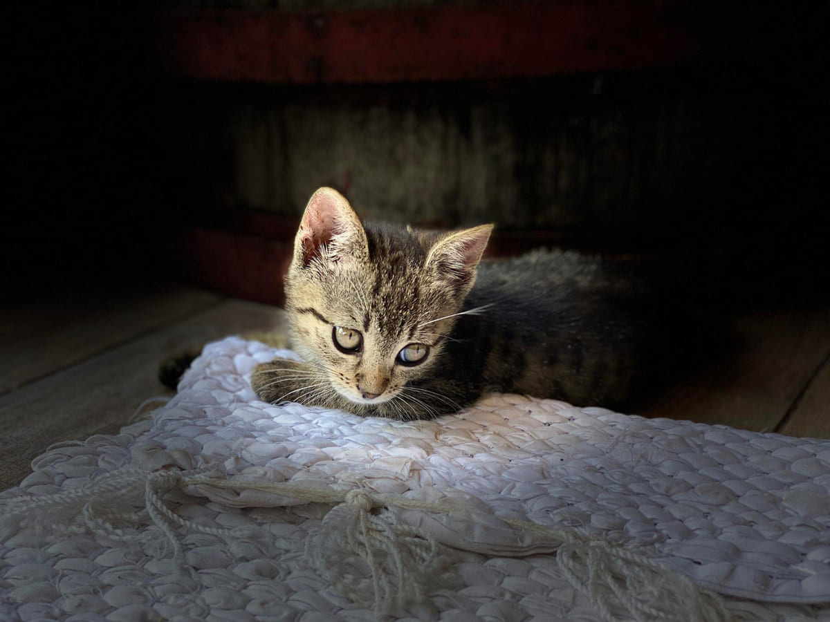 korkmuş bir kedi yavrusu zeminde oturuyor