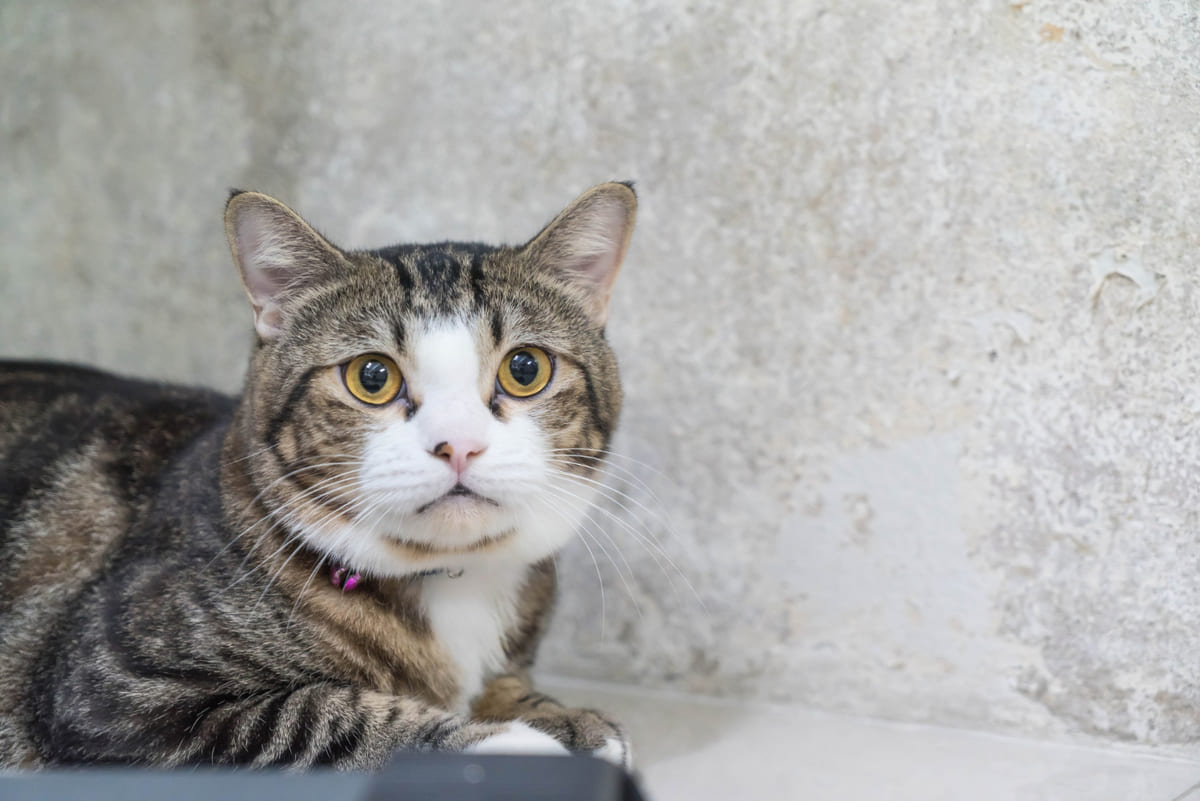 meraklı bakan kedi, oturuyor