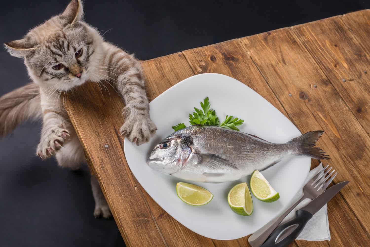 masadaki balığa uzanan kedi