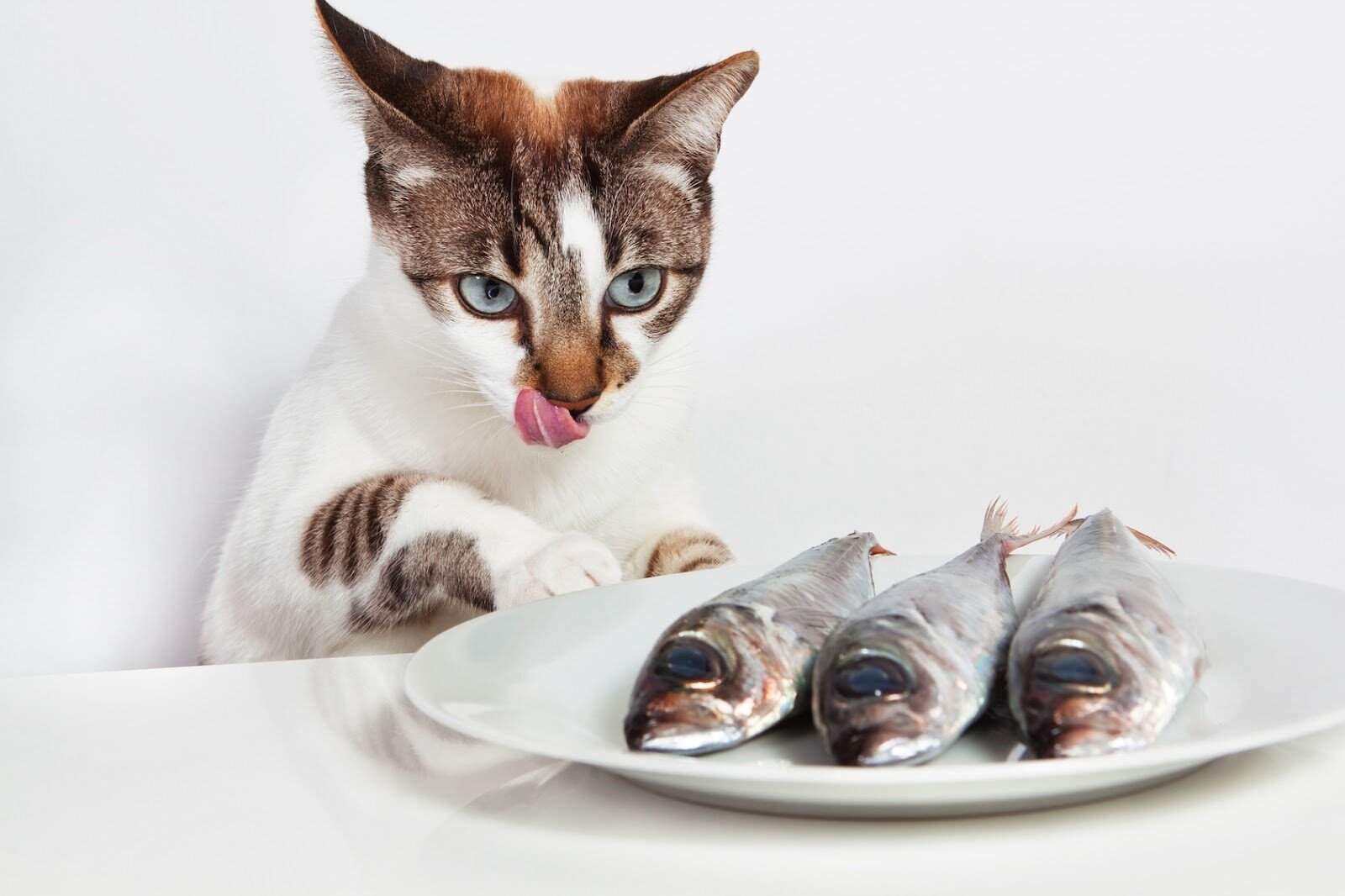 çiğ balıklara bakan dili dışarda kedi