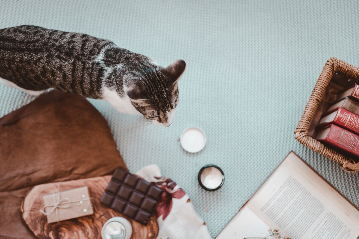 yerde duran pasta malzemelerinin arasında gezinen kedi