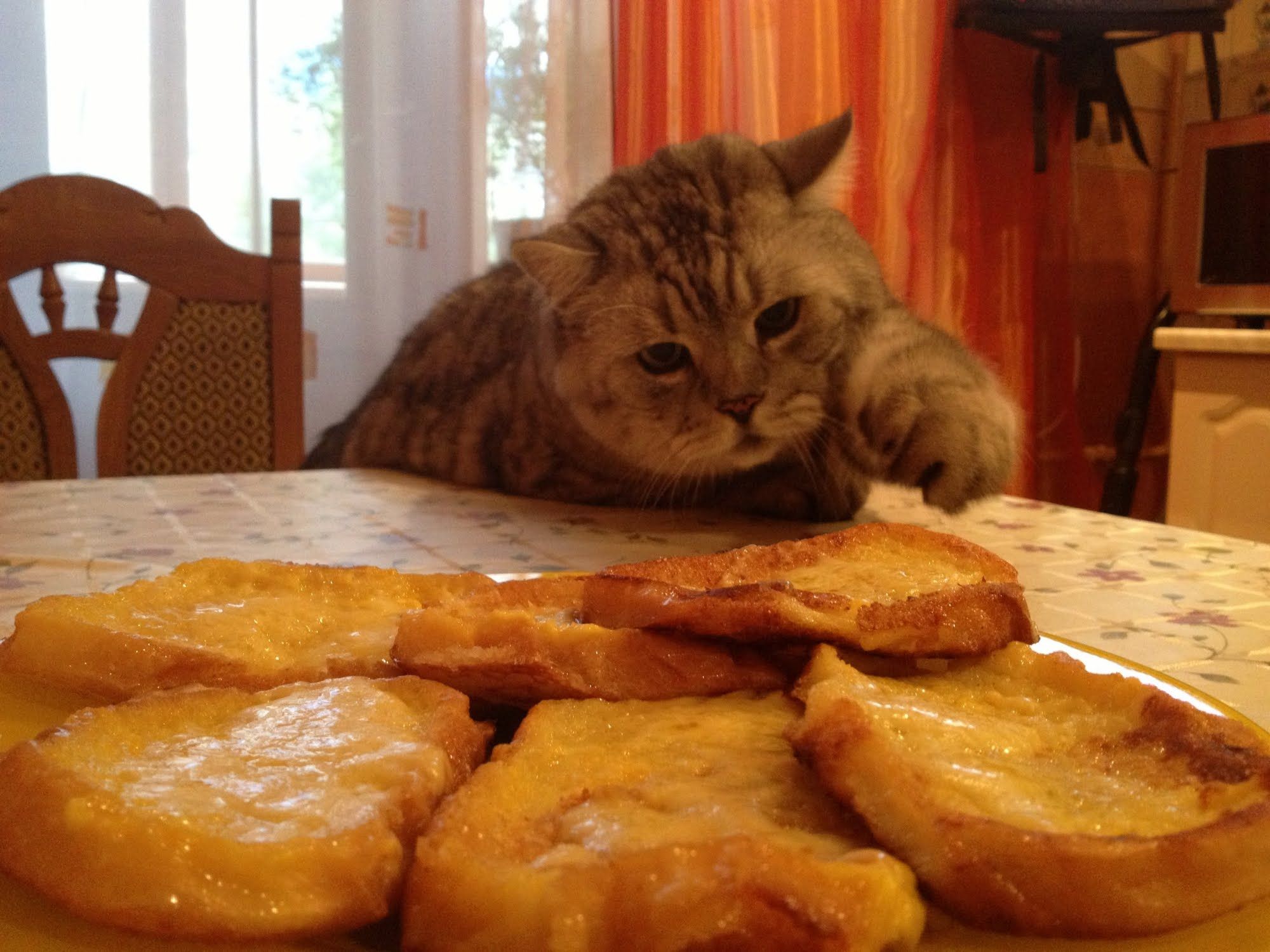 ekmeklere uzanan şişman kedi