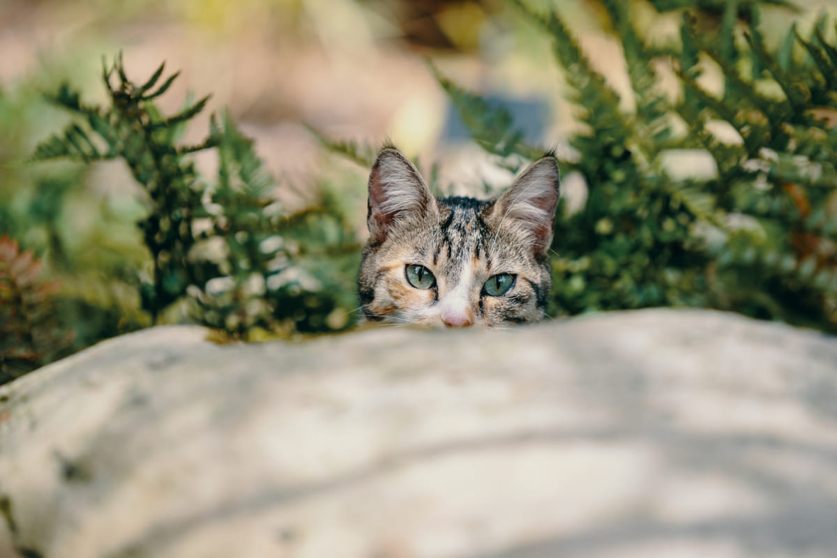 taşın arkasından bakan, yüzünün üst kısmı görünen tekir kedi
