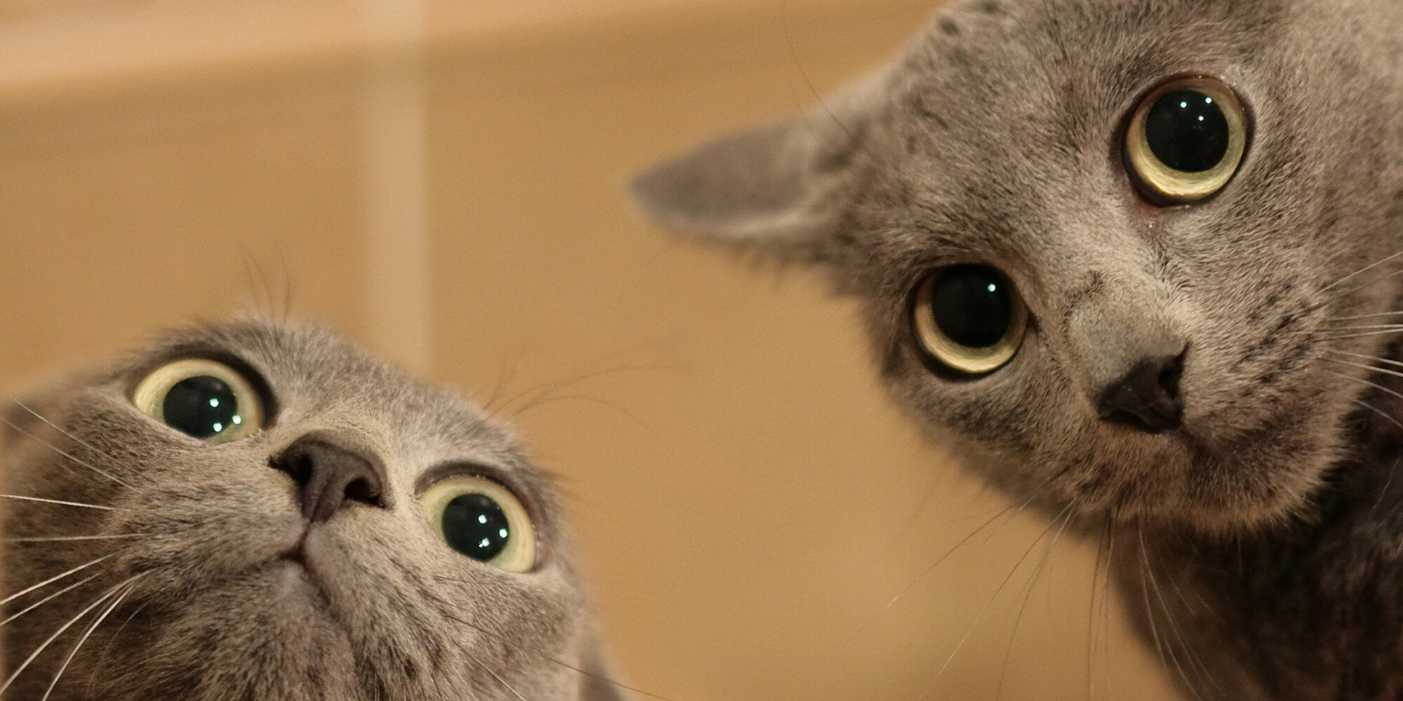gri kediler farklı yönlere bakıyor
