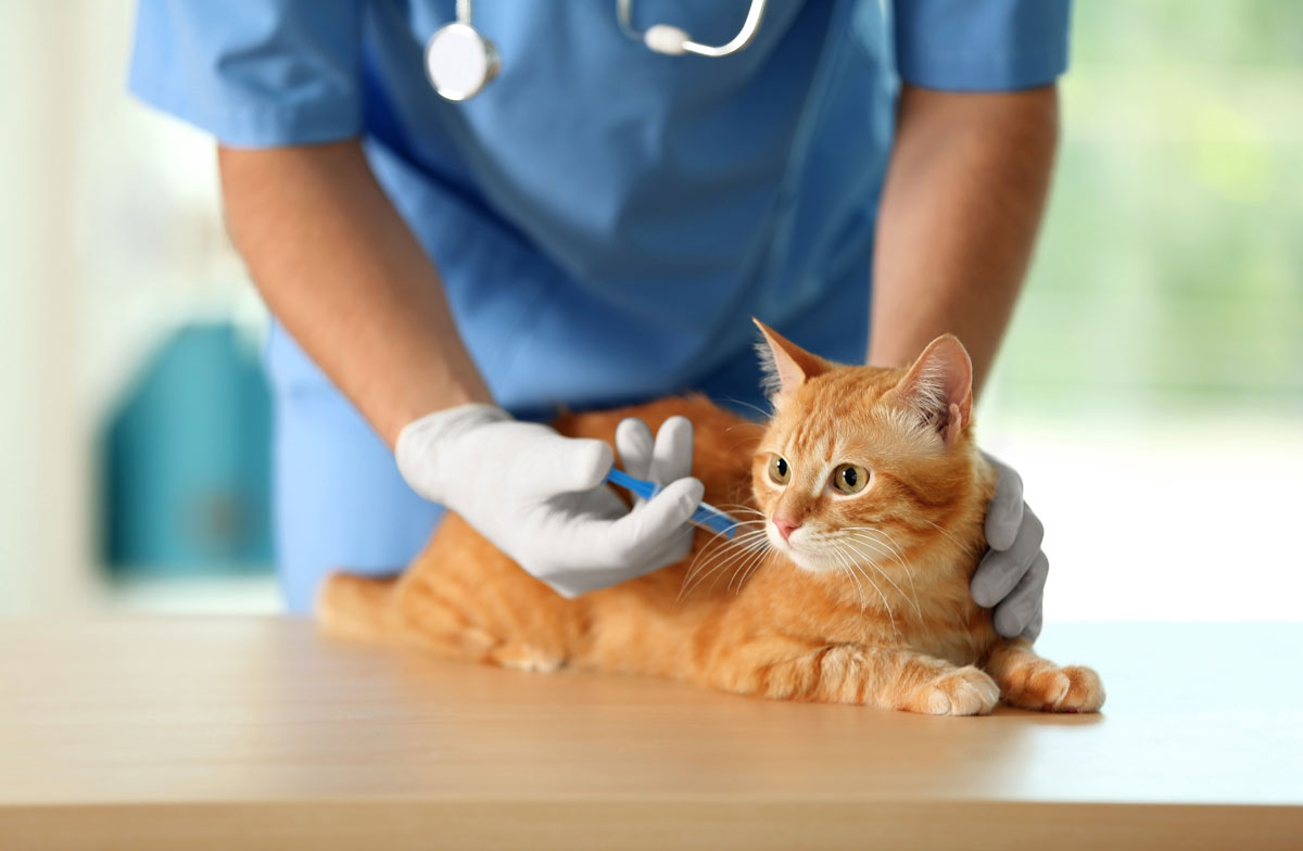 vaccinated orange fluffy cat