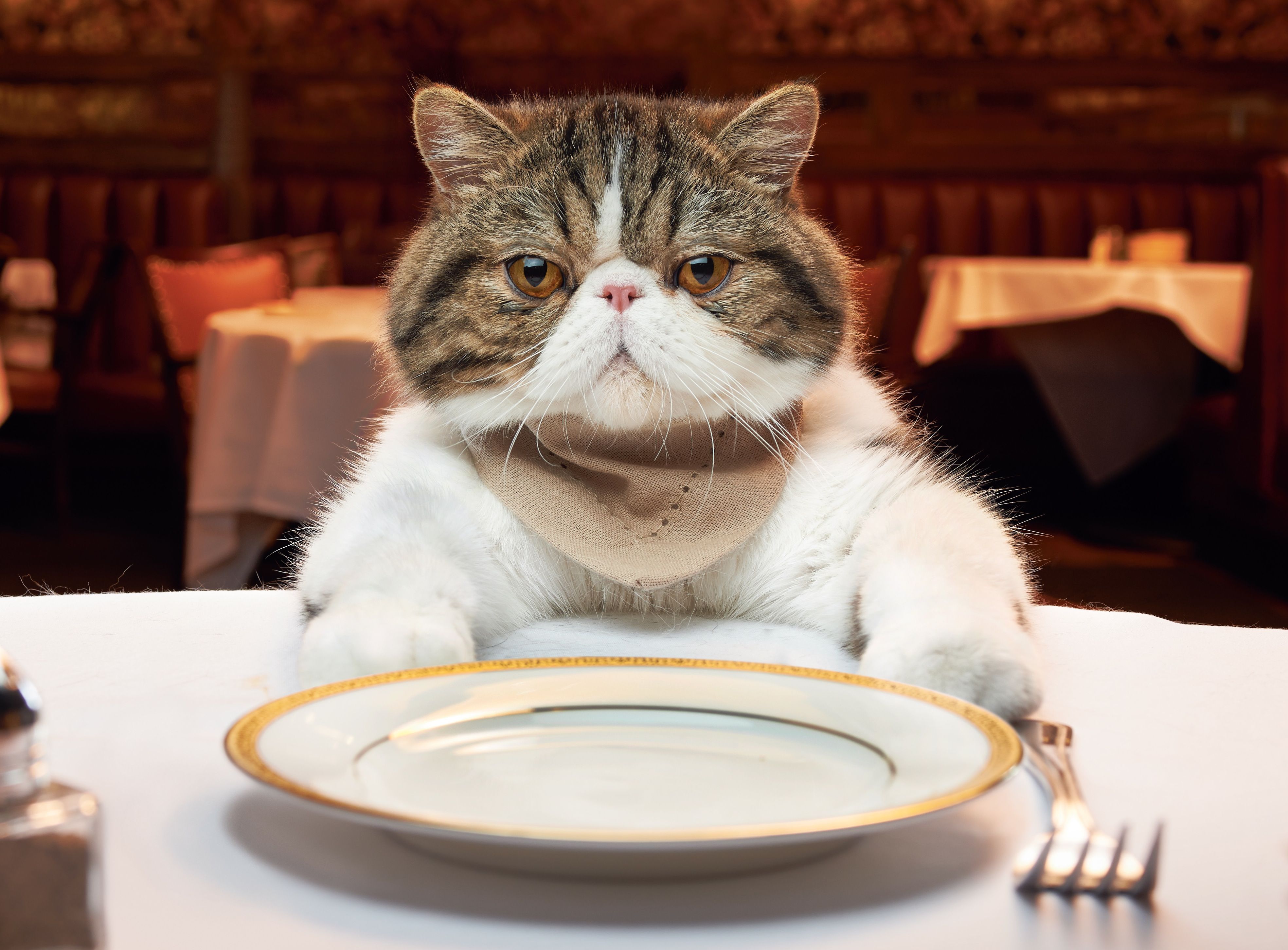 masada oturup yemek bekleyen kedi