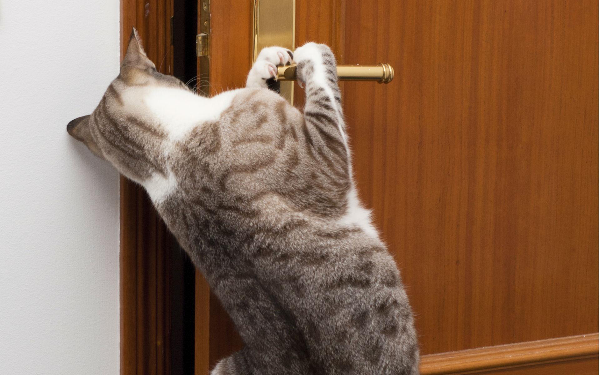 kapı açan kedi