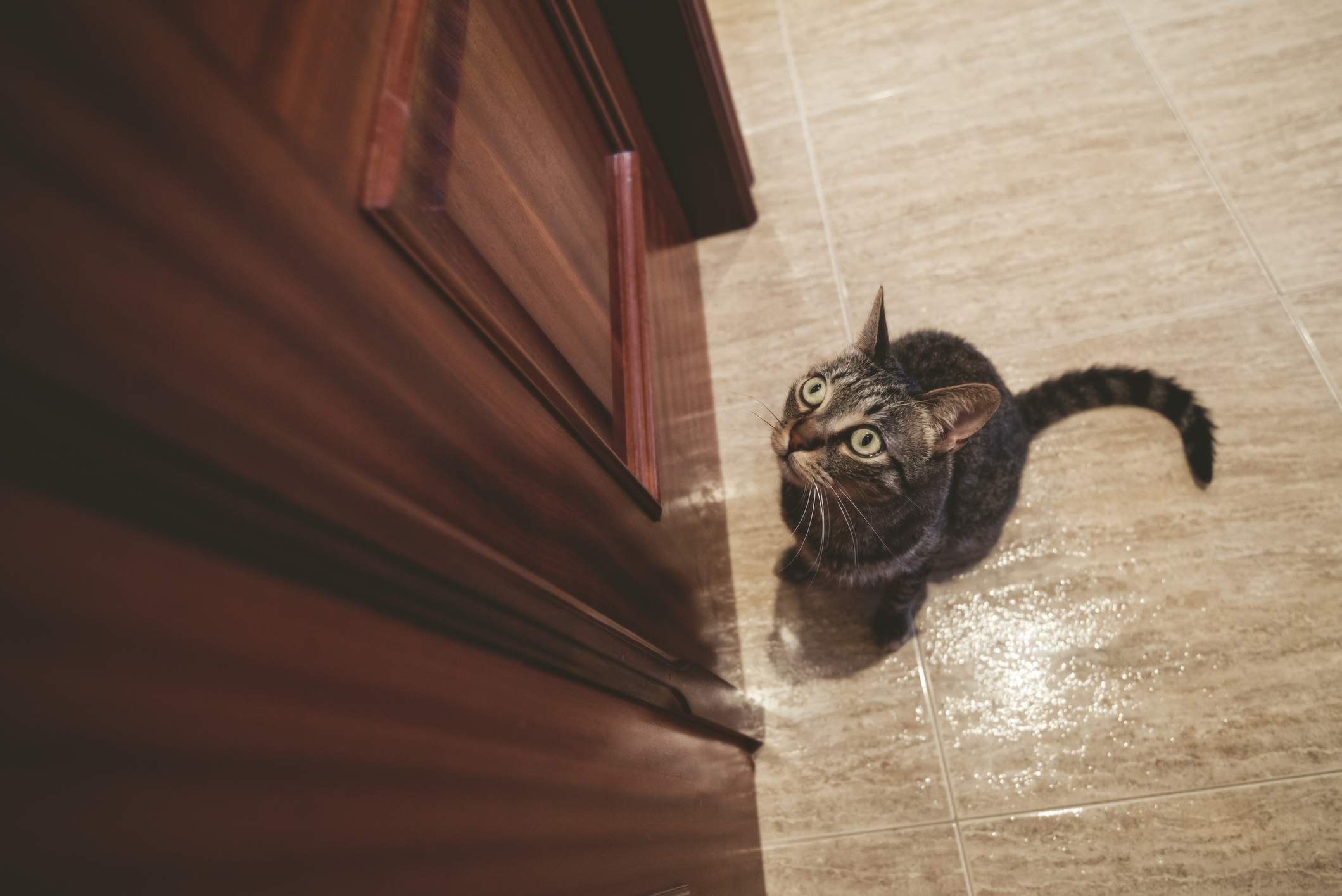 kapalı kapının önünde bekleyen kedi