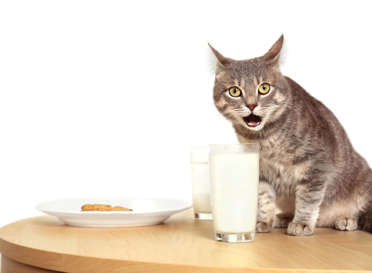 önünde süt bardakları olan ağzı açık kedi