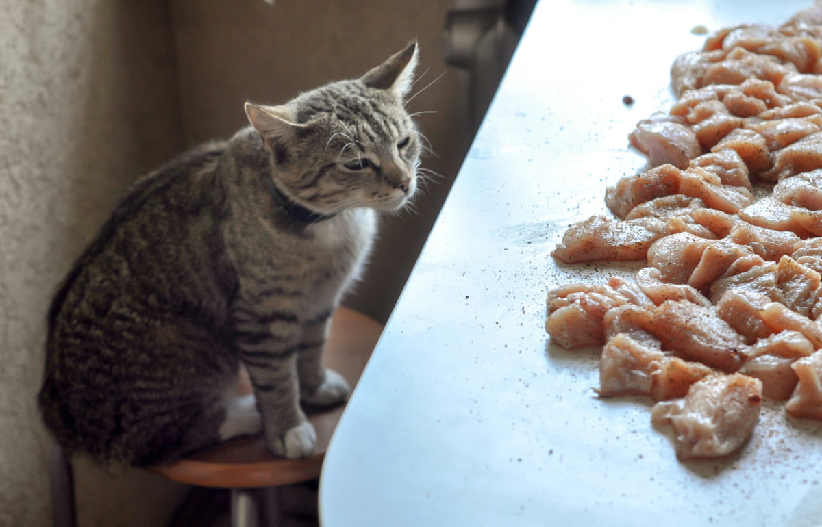 tezgahtaki tavuklara bakan kedi