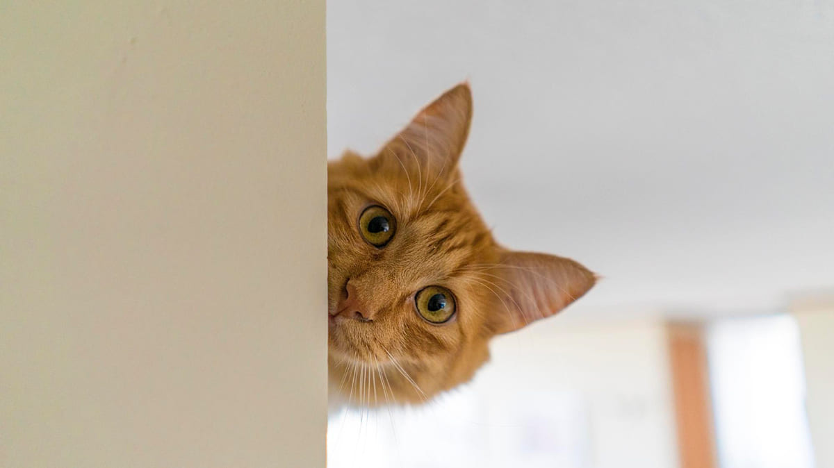 kafasını çıkarıp merakla bakan kedi