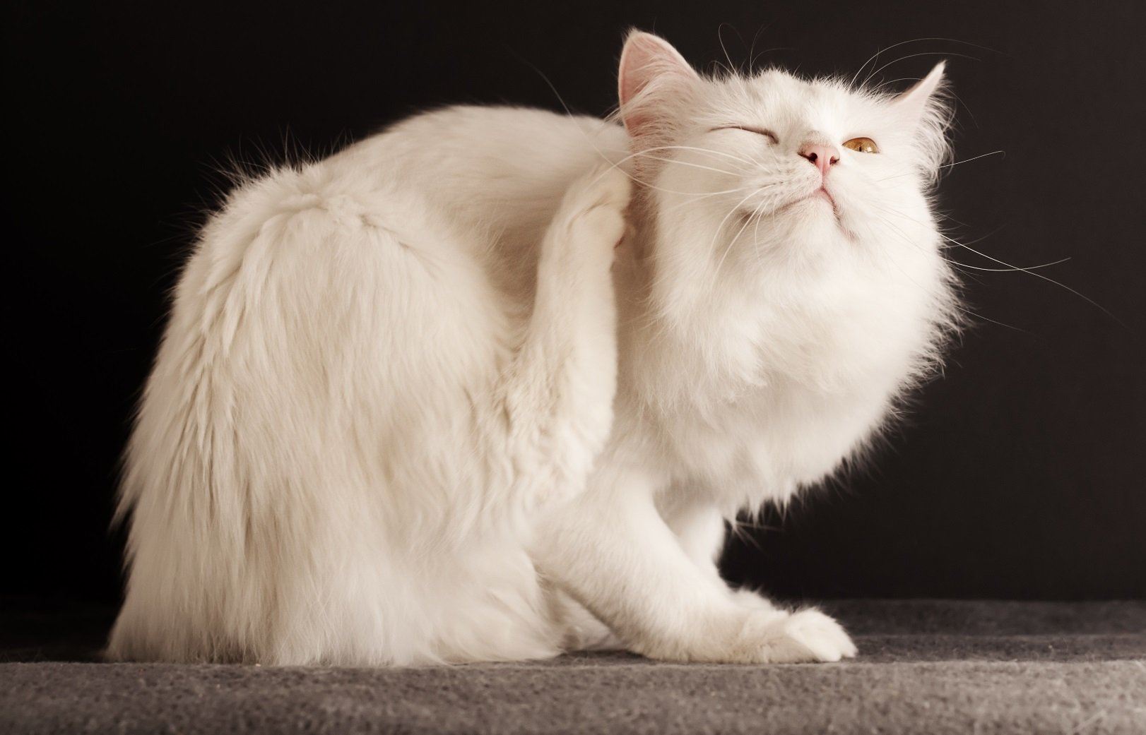 kaşınan beyaz kedi