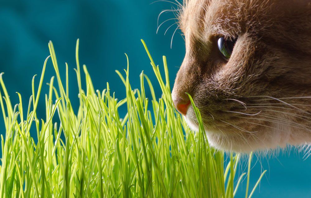 kedi çimini koklayan kedi
