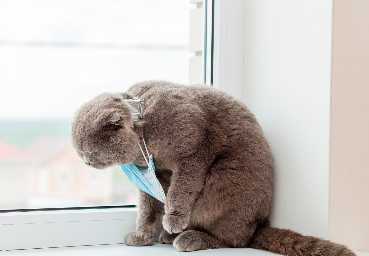 pencere kenarında maske takılı kedi öğürme pozisyonunda
