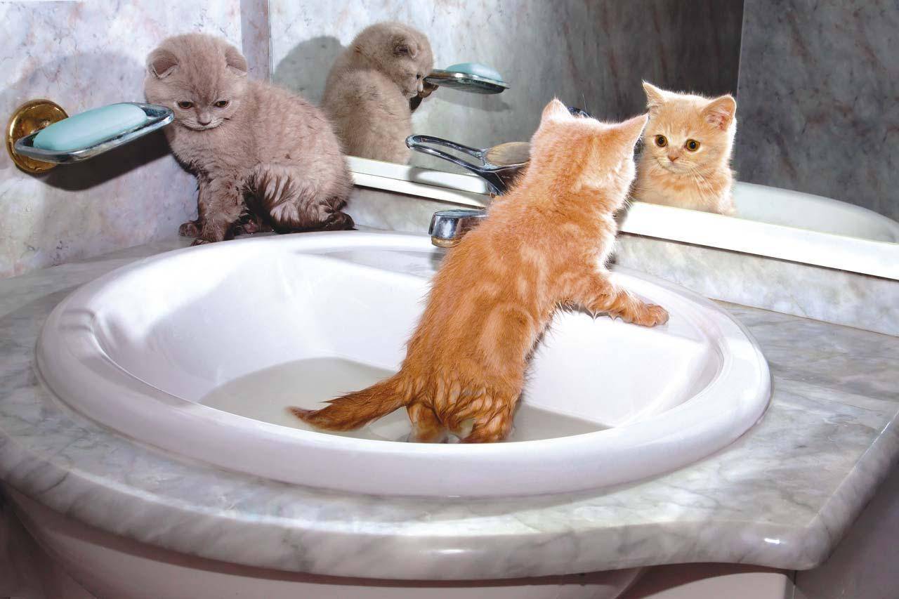 lavaboda duran yavru kediler